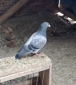 Schimb cu foxterier - imagine 2