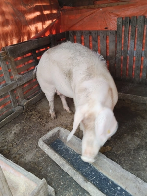 Vând Scroafa!!! - imagine 3