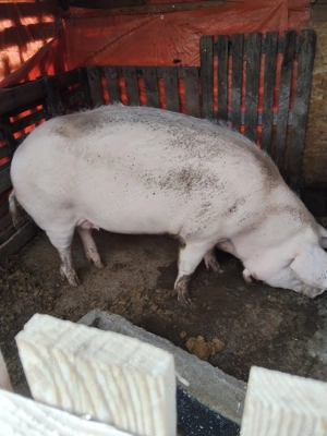 Vând Scroafa!!! - imagine 2