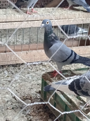 Schimb cu foxterier - imagine 4