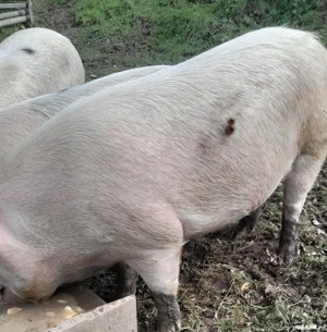 De vânzare  porc de 180 kg - imagine 2