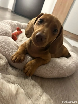 catelus teckel dachsund 
