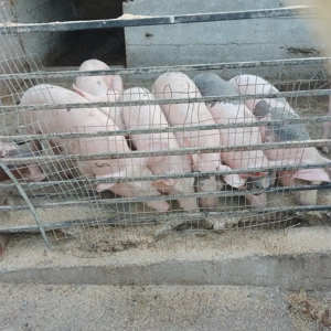 Purcei mamă landras, material seminal pietrean 