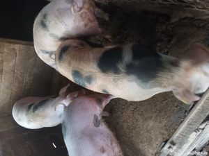 Vand porci din rasa pietran 