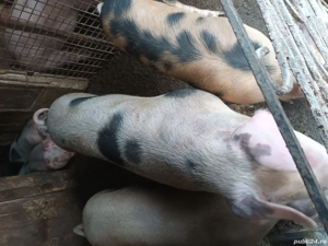 Vand porci din rasa pietran  - imagine 3