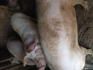 Vand porci din rasa pietran  - imagine 4