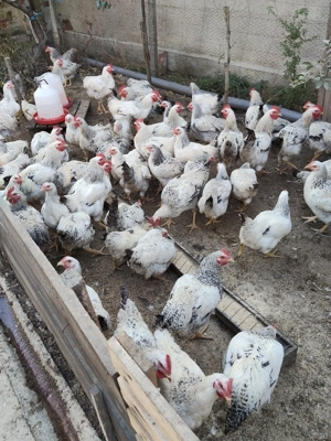 Vând pui de supa 35 de lei kg 