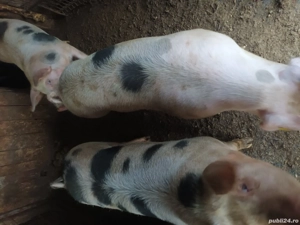 Vand porci din rasa pietran  - imagine 2