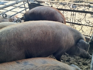 Porci de carne la oferta - imagine 5