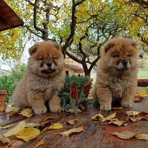 Disponibili pui chow-chow 