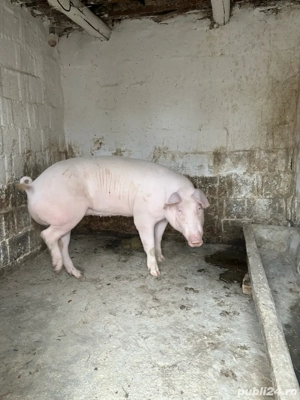 Vand porci de carne - imagine 2