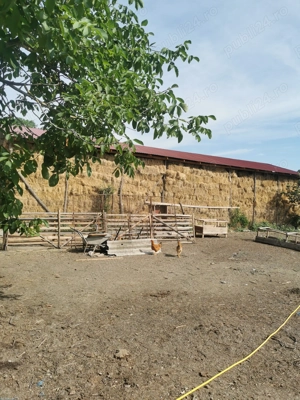 Vând baloti de fân dreptunghiulari 