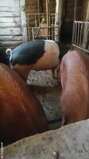 porc de tăiat  - imagine 2