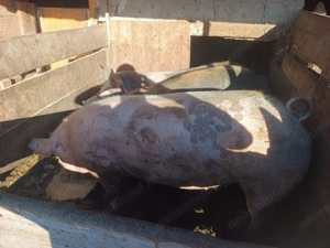 Grăsuni de vanzare - imagine 2