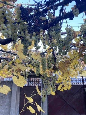 casa de vanzare în Vadu Crisului