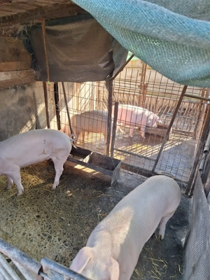 Vând porci pentru sacrificat