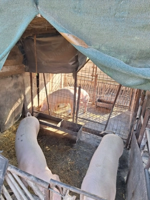 Vând porci pentru sacrificat - imagine 2