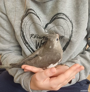 Nimfe puiuti , blanzi crescuti la mana  - imagine 5