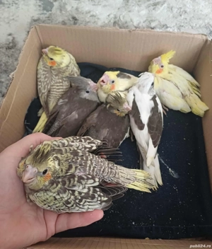 Nimfe puiuti , blanzi crescuti la mana  - imagine 2