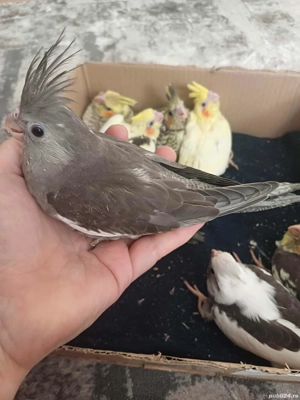 Nimfe puiuti , blanzi crescuti la mana  - imagine 4