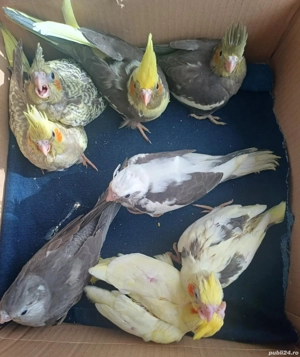 Nimfe puiuti , blanzi crescuti la mana  - imagine 3