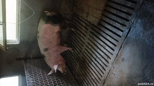 vând porc 