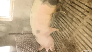 vând porc  - imagine 2