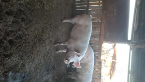 Vand porci,marele alb - imagine 3