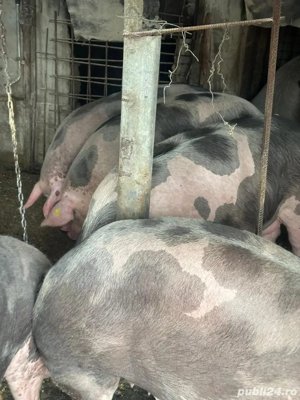 Porci de carne - imagine 4