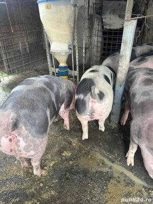 Porci de carne - imagine 5