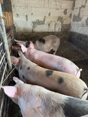 Vand porci pentru sacrificat