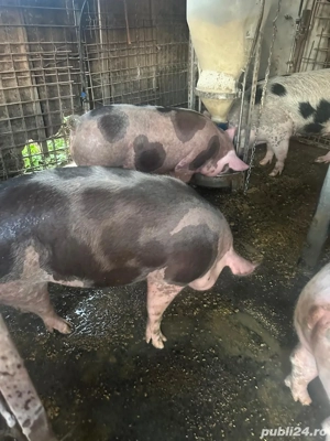 Porci de carne - imagine 2