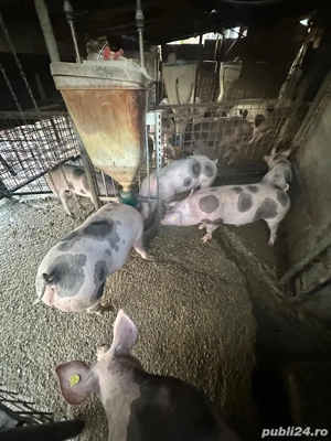 Porci de carne - imagine 3