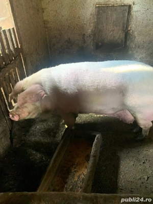 De vanzare!!! - imagine 4