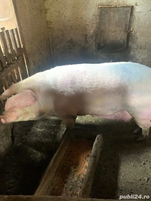 De vanzare!!! - imagine 3