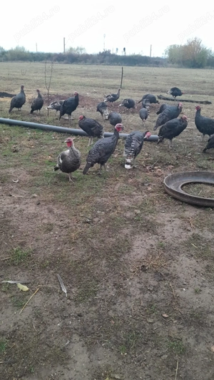 Curci si curcani de vanzare