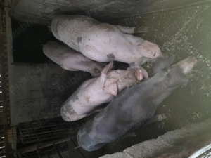 Vând porci pentru sacrificat 60-80 kg