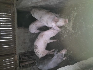 Vând porci pentru sacrificat 60-80 kg - imagine 2
