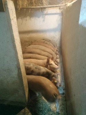  Soldani de vânzare - imagine 2