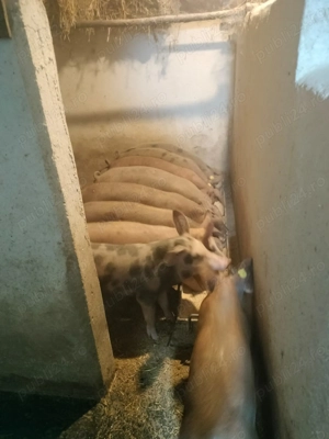  Soldani de vânzare - imagine 1