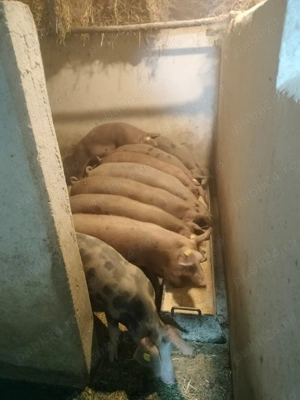  Soldani de vânzare - imagine 3