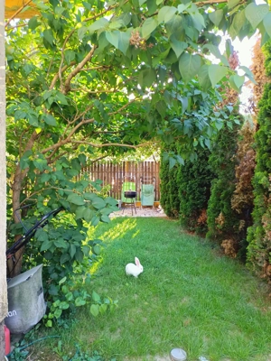 Apartament cu 4 camere + curte interioara (gradina) in Ghiroda - imagine 8