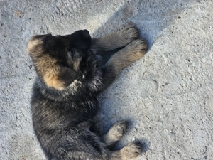 Vand catei german ciobanesc - imagine 2