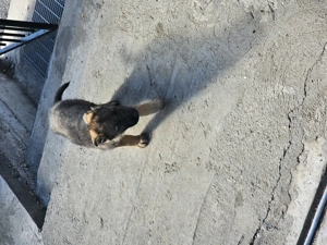 Vand catei german ciobanesc - imagine 3