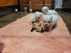 De vânzare puiuți de bisoni 