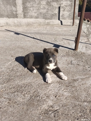 catei asia centrala  - imagine 4