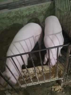 Porci de vânzare în Sibiu 