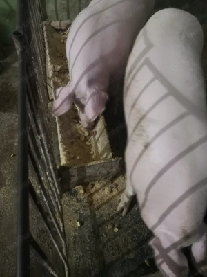 Porci de vânzare în Sibiu  - imagine 2