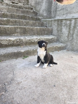 catei asia centrala  - imagine 2