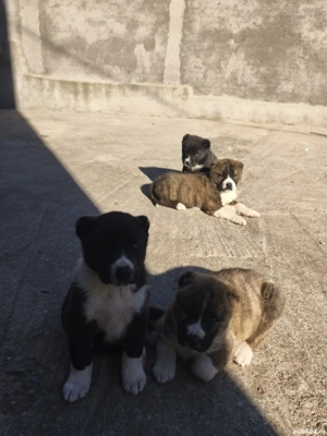 catei asia centrala  - imagine 3